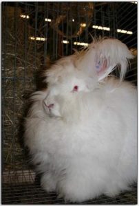 Angora konijn