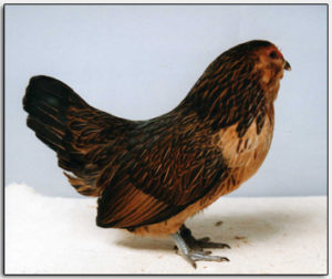 Antwerpse baardkriel hen