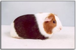 Driekleur cavia