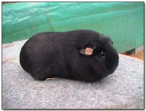Cavia tijdens een tentoonstelling