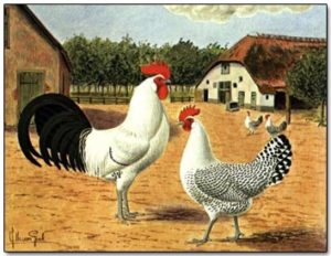 De groninger meeuw