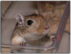 Gerbil agoutiwall