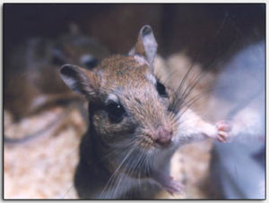 Gerbil wildkleur