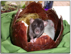 halfvolwassen tamme ratten
