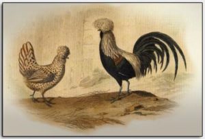Hollands erfgoed kleindieren door schilders