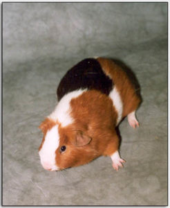 Hoe kies je een cavia ras