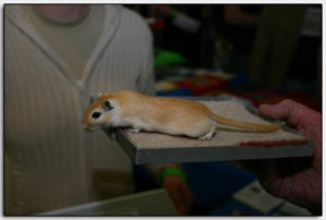gerbils tijdens een tentoonstelling