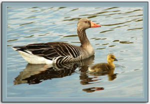grauwe gans met jong