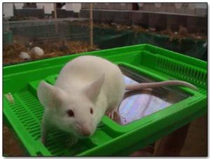 kleine knaagdieren showen