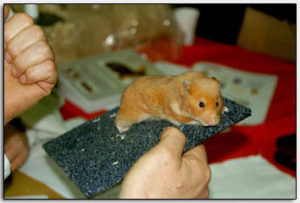 syrische hamster 