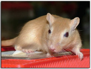 volwassen gerbil